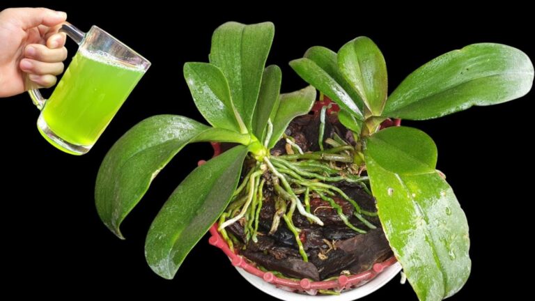 8 kroków do zdrowych orchidei: zadbaj o korzenie po kwitnieniu!