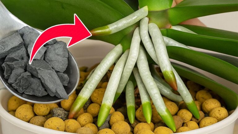 Odkryj 5 sekretów, jak wzmocnić orchidee i cieszyć się ich kwitnieniem przez cały rok!