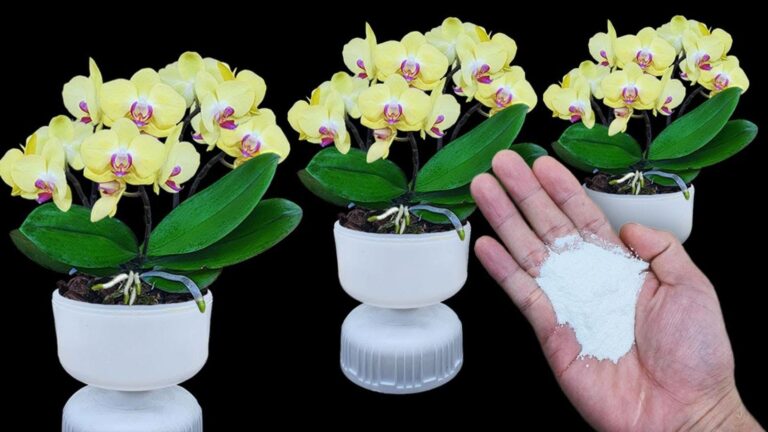 5 sprawdzonych sposobów na rozkwit orchidei – odkryj, jak je hodować!