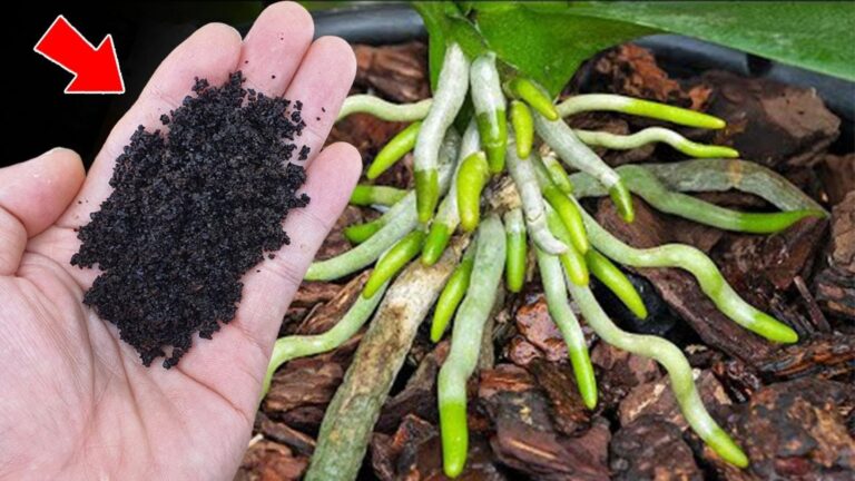 Orchidee, które zakwitają 12 razy w roku – odkryj tajemnicę ich wzrostu!