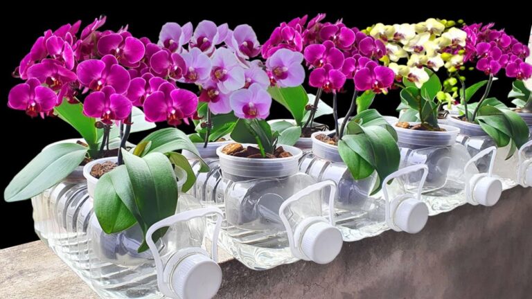 5 kroków do zdrowych orchidei, które zachwycą kwitnieniem i nie zgniją!