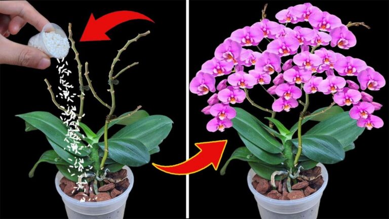 Ożyw swoje orchidee: 5 sekretów na całoroczne kwitnienie w małej doniczce!