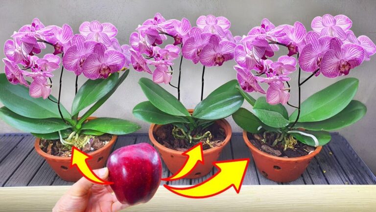 7 sposobów, aby Faded Orchids kwitły przez cały rok! Odkryj swoje roślinne możliwości!