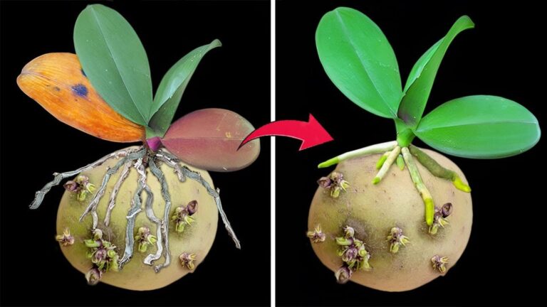 5 sposobów na ekspresowe kwitnienie orchidei dzięki ziemniakom!
