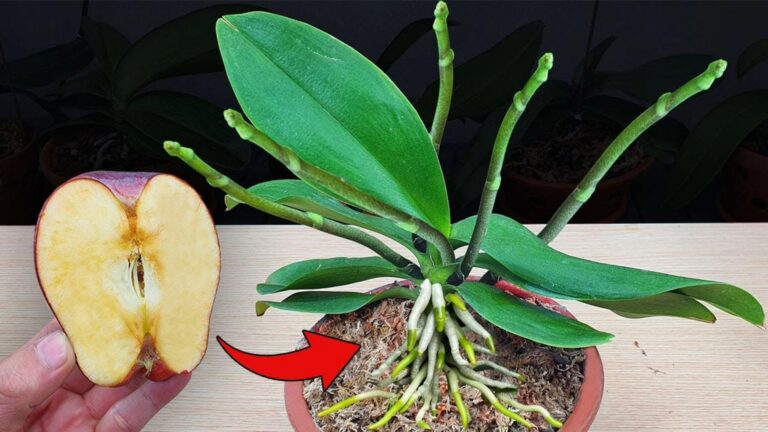 100 razy silniejszy od czosnku: Odkryj miracle fruit dla pięknych orchidei
