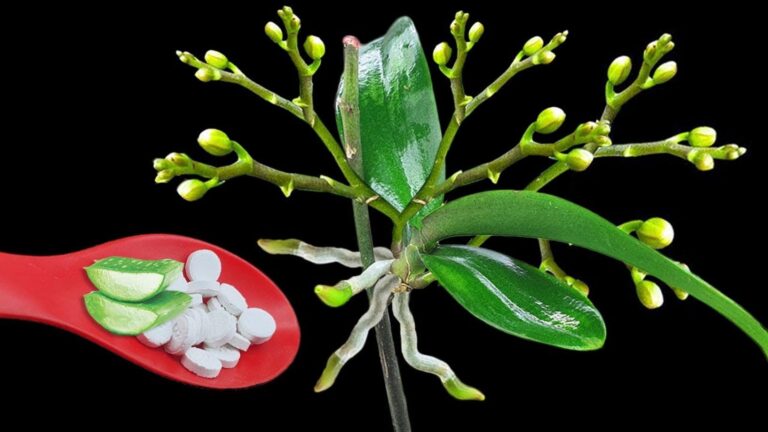 5 powodów, dla których orchidee kwitną przez cały rok – odkryj tajemnice pielęgnacji!