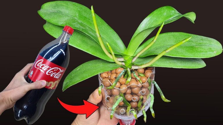 5 skutecznych kroków, które poprawią wzrost Twoich storczyków po kwitnieniu